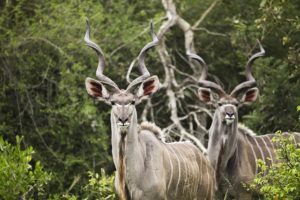 The Zebra Principle: Identity as a Strategic Advantage