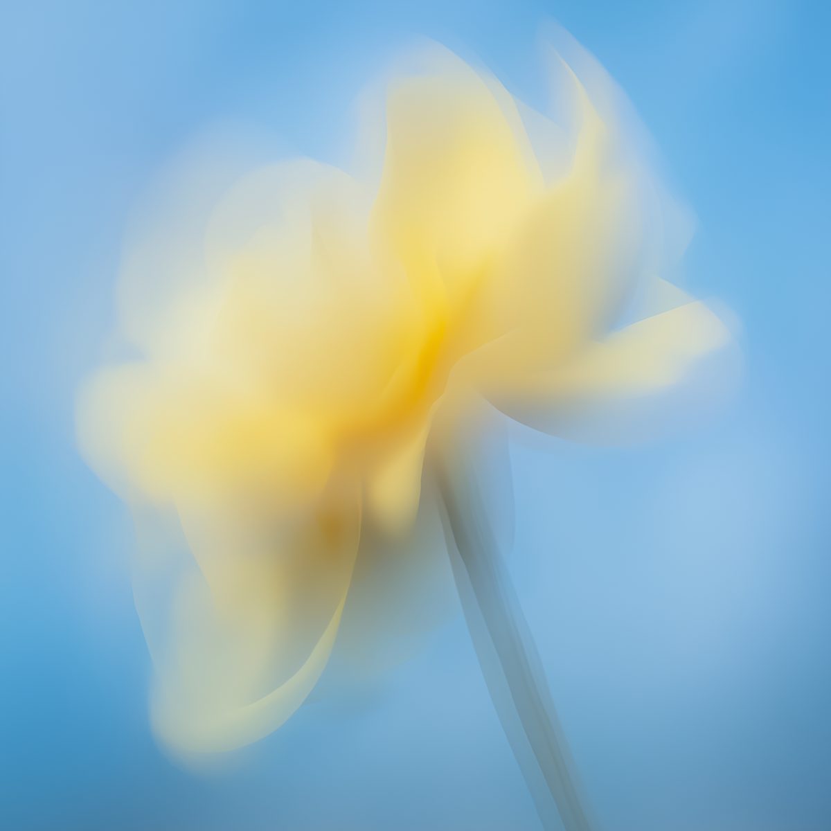 VIVI Bildwelt – gelbe Blüte vor blauem Himmel